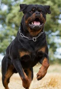 583f740e016c12b454eab0a8da2fa480--german-rottweiler-rottweiler-puppies~2.jpg