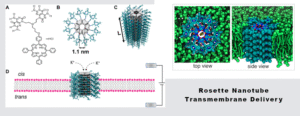 rosette_transmembrane