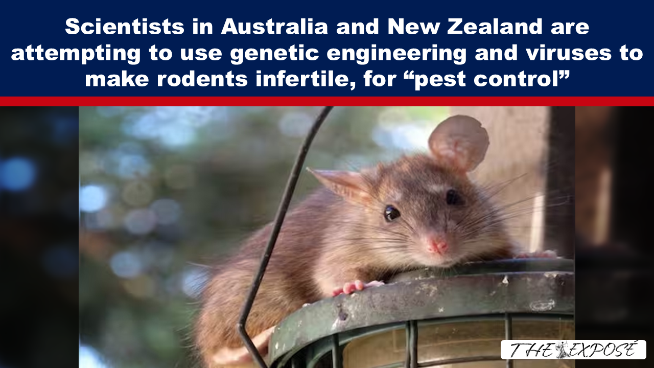 Scientists in Australia and New Zealand are attempting to use genetic engineering and viruses to make rodents infertile, for “pest control” - The Expose thumbnail
