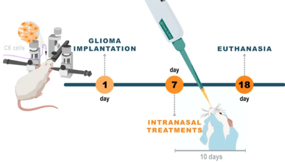 Expose News: New study injects excitement: Ivermectin shrinks brain tumours by 70%! Discover the timeline of glioma treatment in lab mice.
