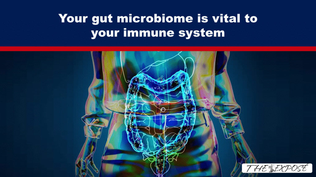 Your gut microbiome is vital to your immune system - The Expose