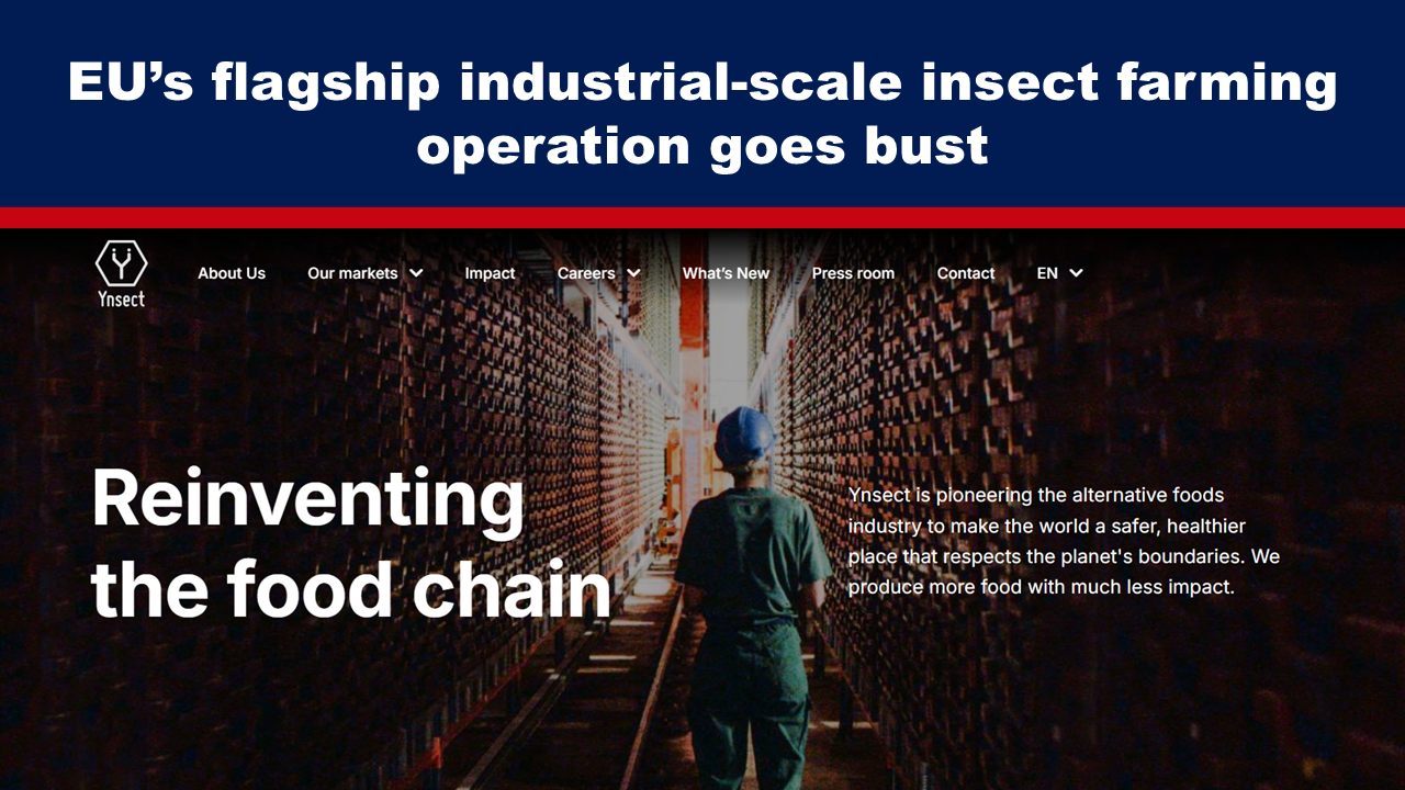 EU’s flagship industrial-scale insect farming operation goes bust