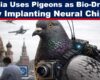 Russia Cyborg Spy Pigeons Live Birds Neural Chip