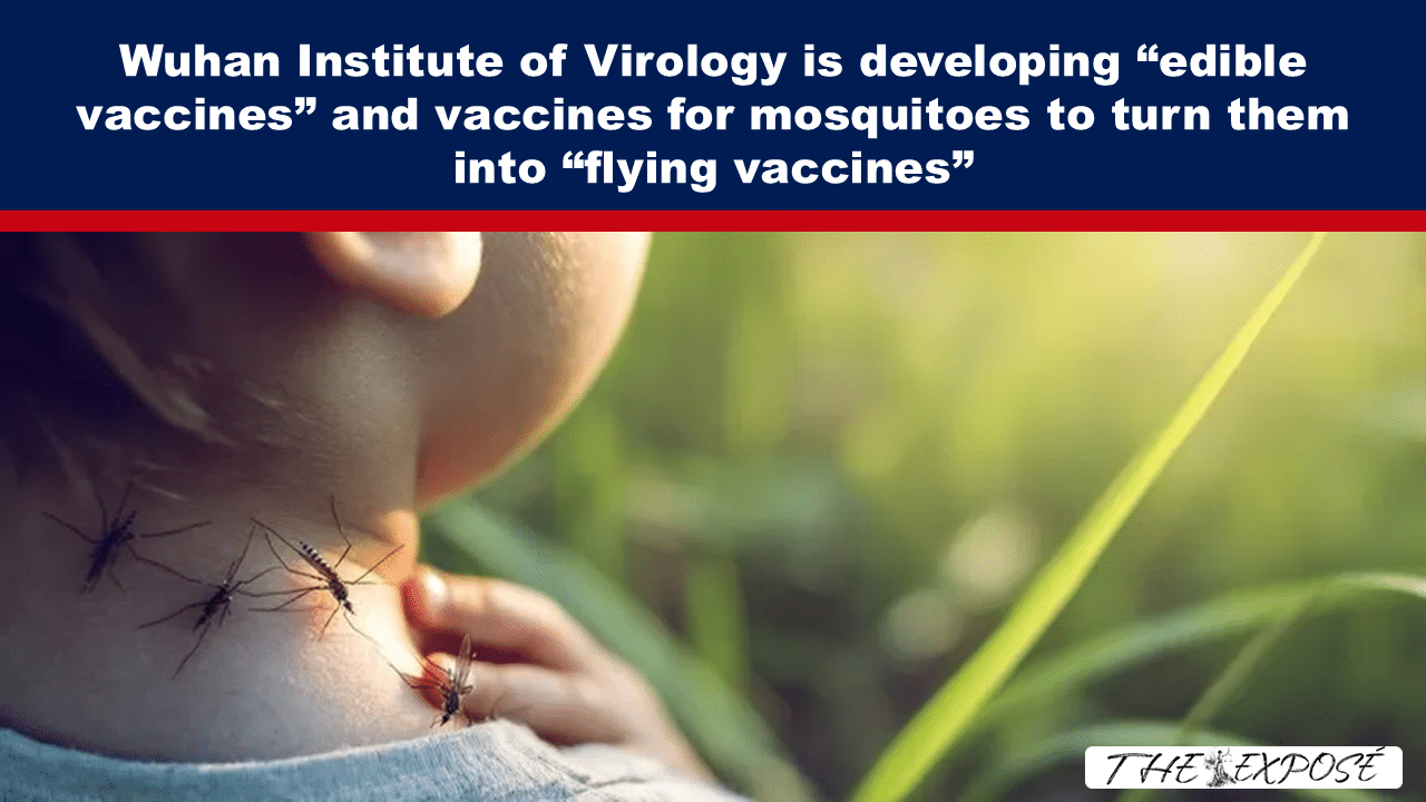 Wuhan Institute of Virology is developing edible vaccines and vaccines for mosquitoes to turn them into “flying vaccines” - The Expose thumbnail