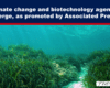 Headline banner: 'Climate change and biotechnology agendas merge, as promoted by Associated Press' over an underwater seagrass scene; watermark 'THE EXPOSÉ' bottom right.