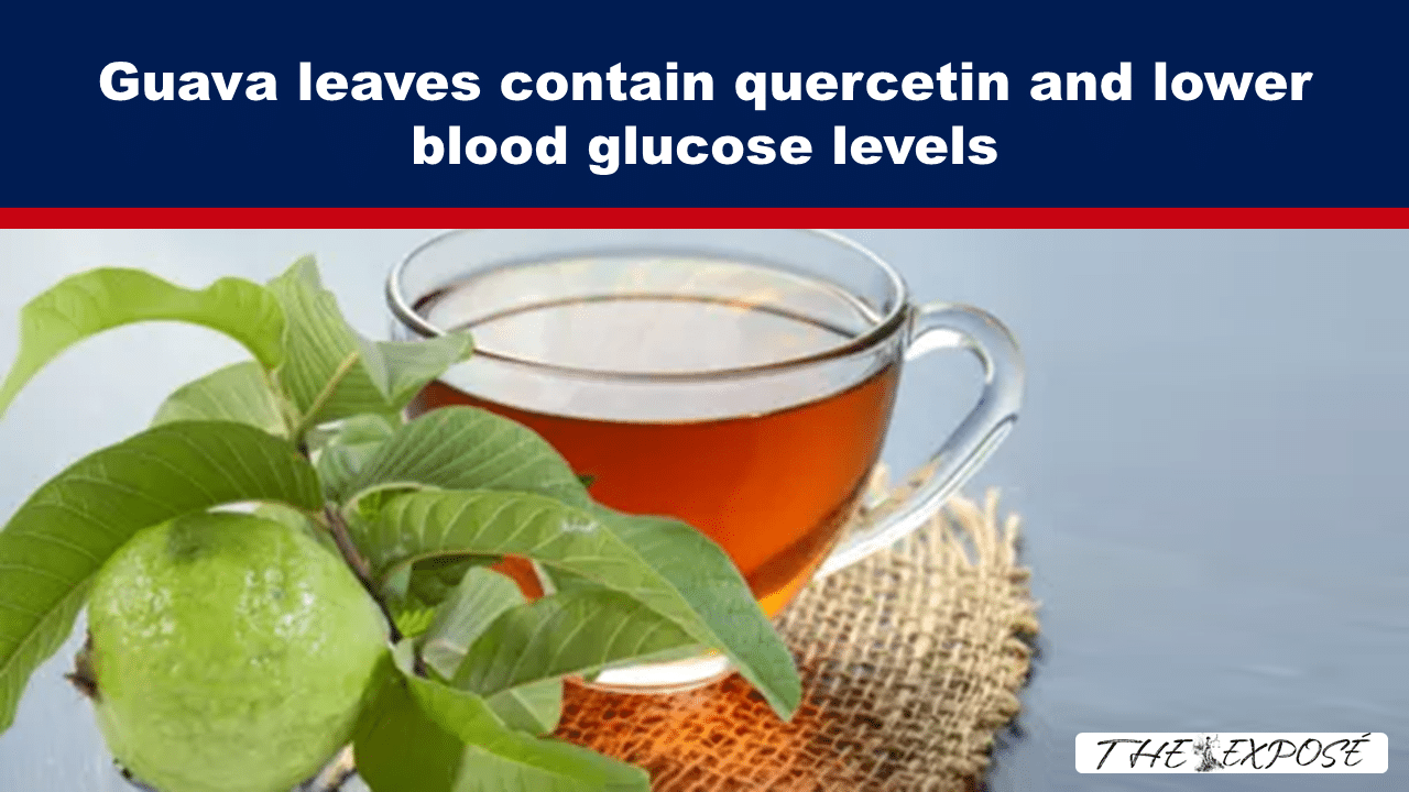 Banner text: 'Guava leaves contain quercetin and lower blood glucose levels' over a photo of guava leaves and a cup of tea on burlap.