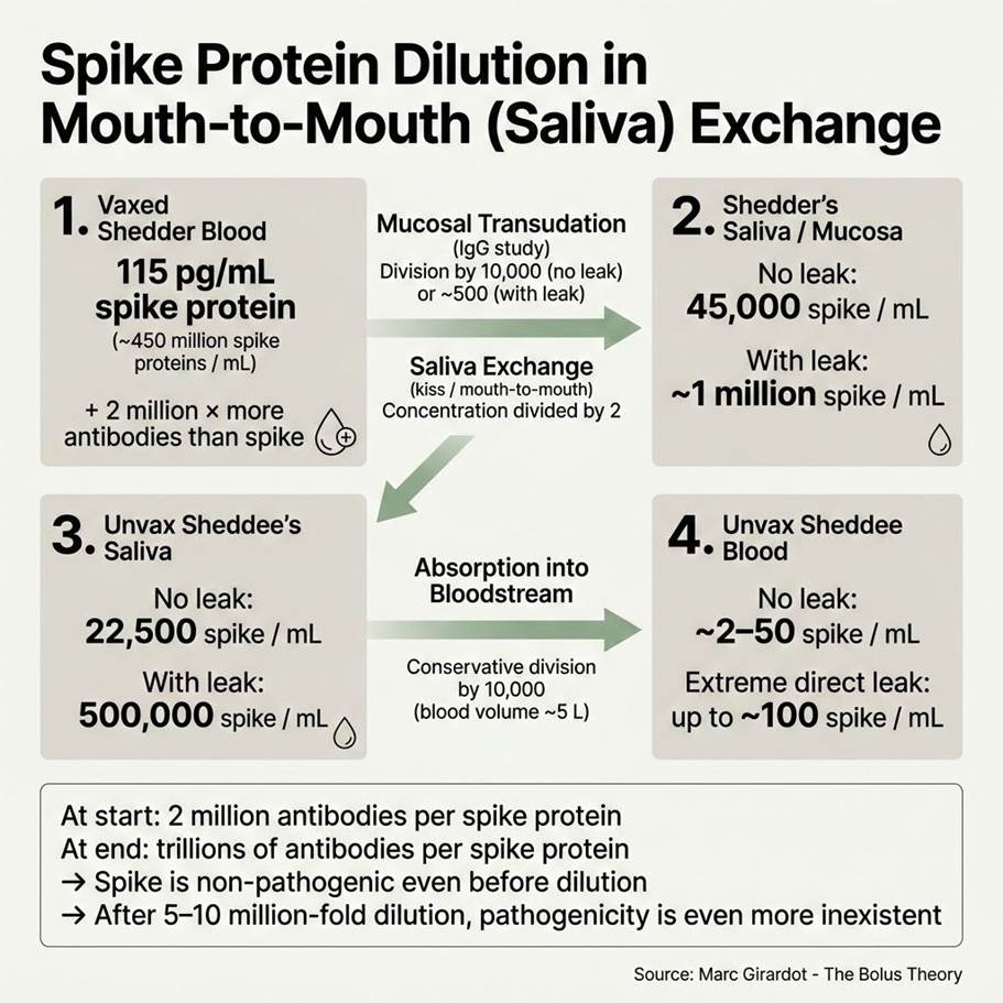 image - The Expose Infographic showing how spike protein dilutes during mouth-to-mouth saliva exchange, with four numbered steps and arrows illustrating transfer and absorption into the bloodstream.