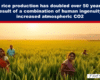 Rice field at sunset with several people standing among tall stalks; headline reads: 'Global rice production has doubled over 50 years...' for an article on rice production and CO2 effects