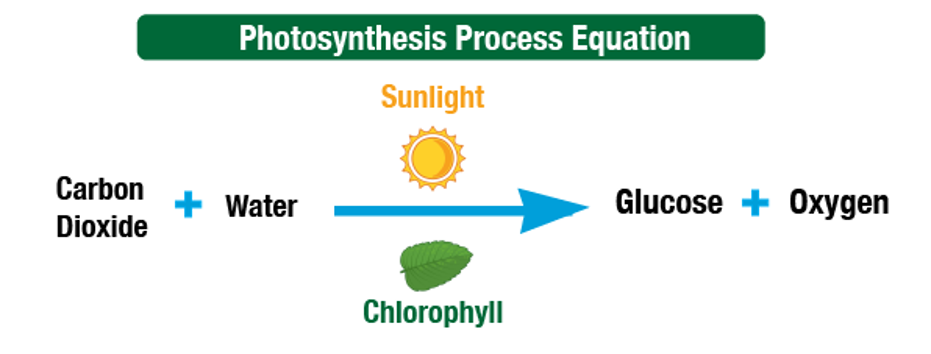 image - The Expose Photosynthesis: Carbon dioxide plus water with sunlight and chlorophyll convert to glucose and oxygen via a blue arrow.