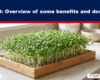 Tray of fresh microgreens growing in a wooden planter on a kitchen counter.