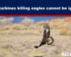 News banner: bold headline 'Wind turbines killing eagles cannot be ignored' above a desert backdrop with a soaring eagle in the foreground.