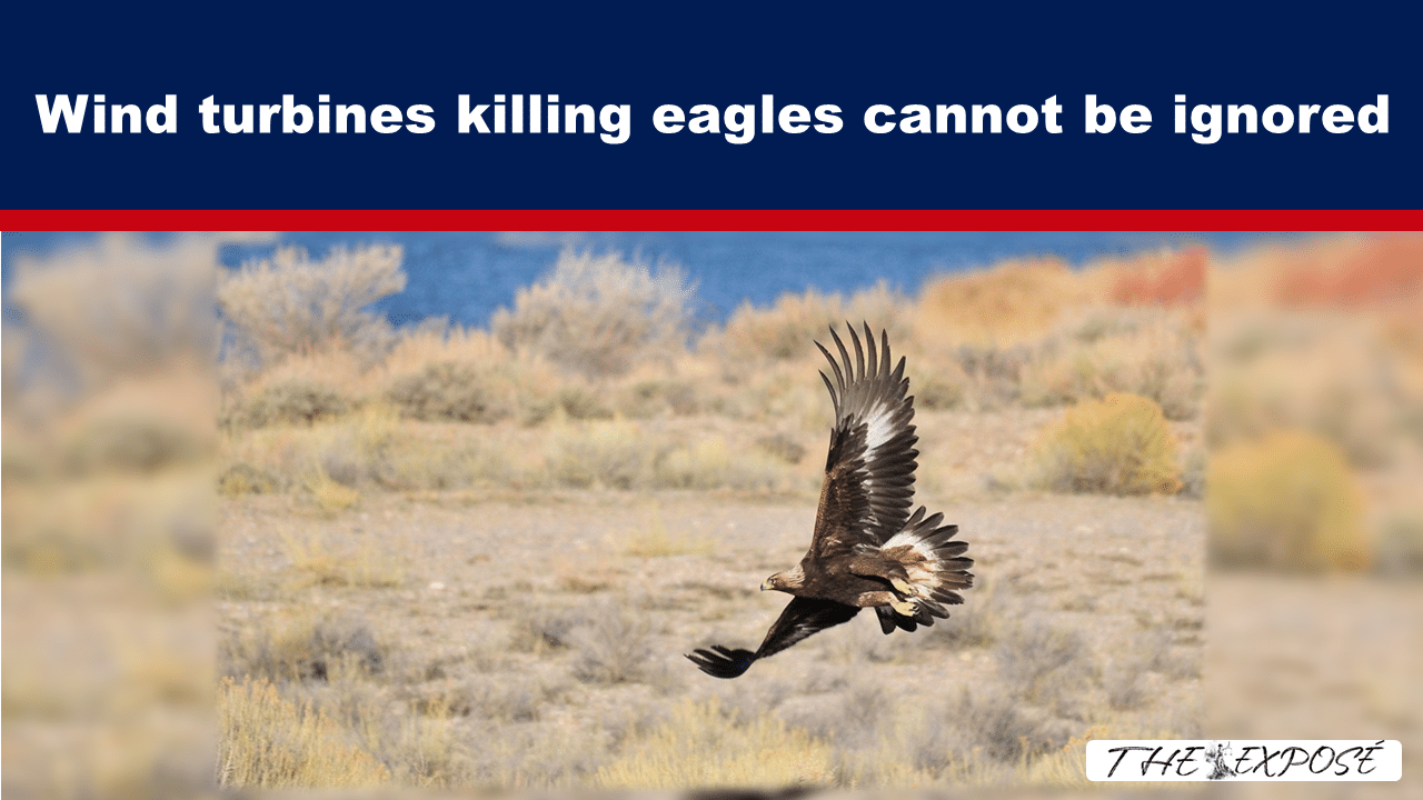 News banner: bold headline 'Wind turbines killing eagles cannot be ignored' above a desert backdrop with a soaring eagle in the foreground.
