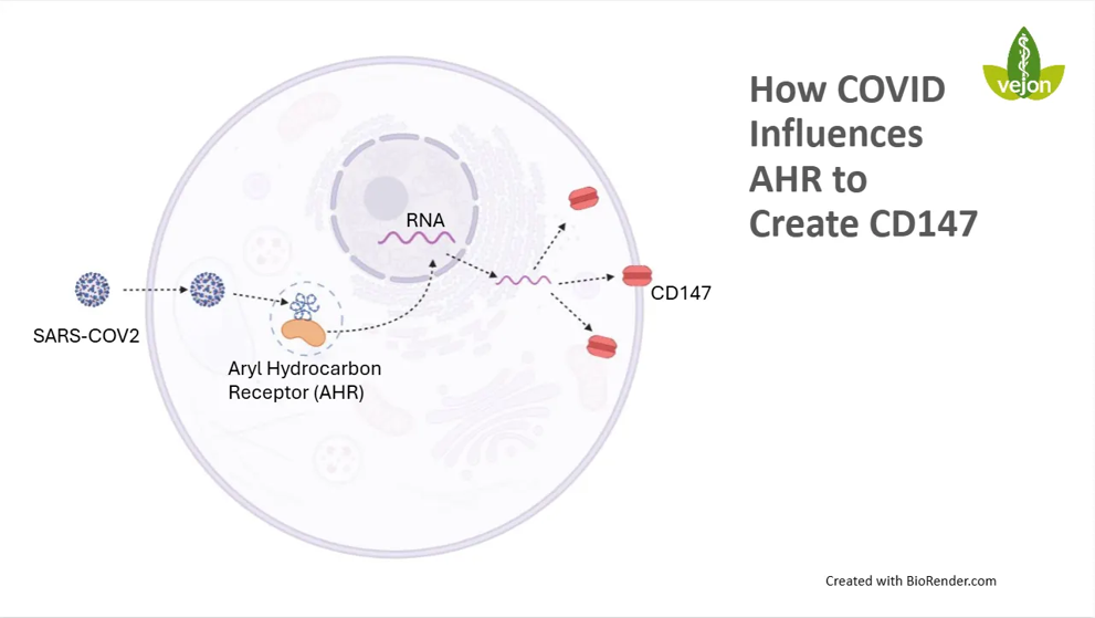 Diagram showing how SARS-CoV-2 interacts with AHR leading to CD147 expression in a cell; labeled molecules include SARS-CoV-2, AHR, RNA, and CD147 on the right side of the cell diagram.